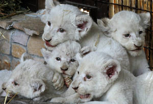 Marvellous Innocence: White Lion Cubs At Play Wallpaper