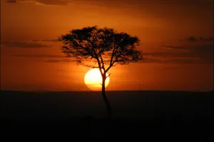 Masai Mara Beautiful Sunset Wallpaper
