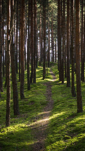 Massive Timber Pine Forest Iphone Wallpaper