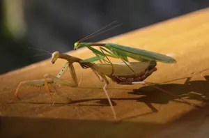 Mating Yellow And Green Praying Mantis Wallpaper