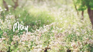 May In Wildflower Meadows Wallpaper