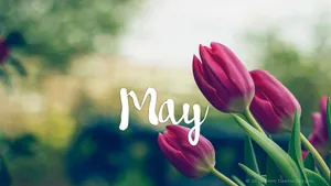 May Pink Tulips Wallpaper