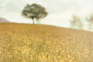 Meadow On Autumn Wallpaper