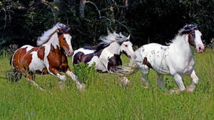 Meadow With Stunning And Beautiful Horses Wallpaper