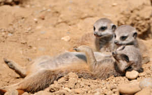 Meerkat_ Family_ Playtime.jpg Wallpaper