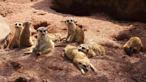 Meerkat Gathering Sunbathing Wallpaper