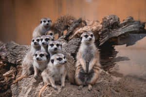 Meerkat_ Group_ Posing_on_ Logs.jpg Wallpaper