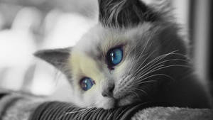 Melancholy Blue-eyed Cat Wallpaper