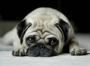 Melancholy Pug Wallpaper