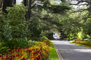 Melbourne Fitzroy Gardens Wallpaper