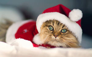 Merry Christmas Santa Cat Wallpaper