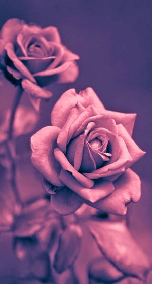 Mesmerizing Pink Rose On Your Iphone Wallpaper