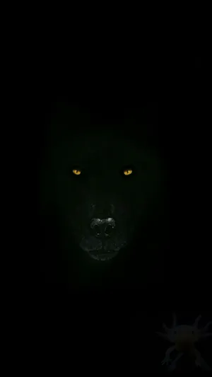 Mesmerizing Stare Of A Majestic Black Wolf Wallpaper