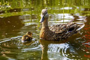 Mexican Duck Mother Bird Wallpaper