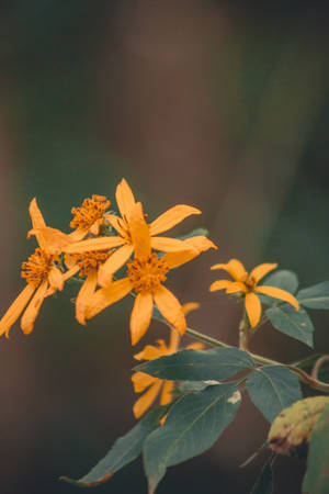 Mexican Sunflower Flower Android Wallpaper