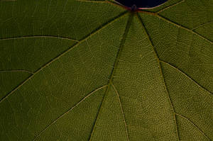 Microsoft Surface Leaf Wallpaper