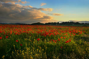 Midlothian Poppy Fields Wallpaper