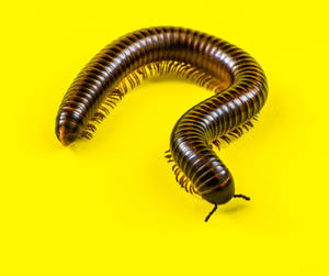 Millipede On A Yellow Surface Wallpaper