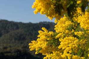 Mimosa Flowers Blossom Wallpaper