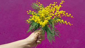 Mimosa Flowers In Purple Background Wallpaper