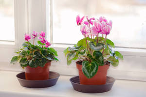 Mini Cyclamen Plants Wallpaper