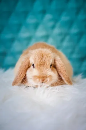 Mini Plump Red Rabbit Wallpaper