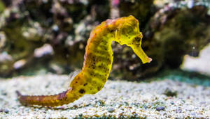Mini Yellow Seahorse Wallpaper