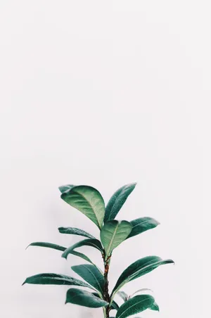 Minimalist Aesthetic Green Rubber Plant Wallpaper