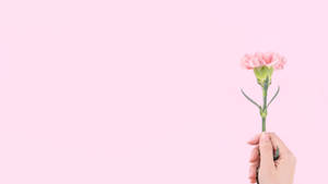 Minimalist Baby Pink Carnation Flower Wallpaper