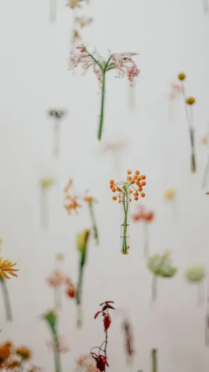 Minimalist Falling Flower Wallpaper