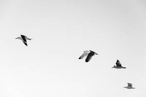 Minimalist Flying Seagulls Wallpaper