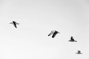 Minimalist Flying Seagulls Wallpaper