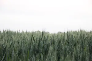 Minimalist Green Field Wallpaper