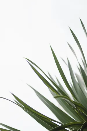 Minimalist Green Plant Leaves Wallpaper