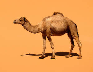 Minimalist Image Of Camel Wallpaper