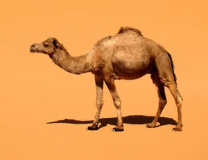 Minimalist Image Of Camel Wallpaper
