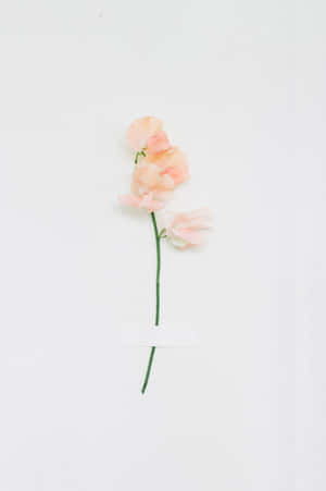 Minimalist Peach Flower Wallpaper