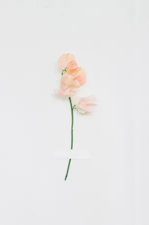 Minimalist Peach Flower Wallpaper