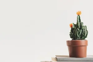 Minimalist Potted Cactus Wallpaper