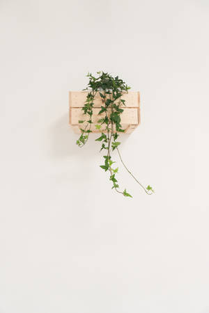 Minimalist Potted Ivy Plant Wallpaper
