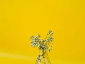 Minimalist White Baby's Breath Flower Wallpaper