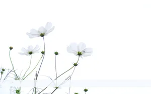 Minimalist White Cosmos Flower Wallpaper