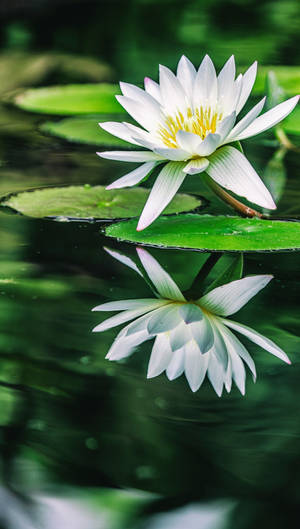 Mirrored White Flower For Iphone Wallpaper