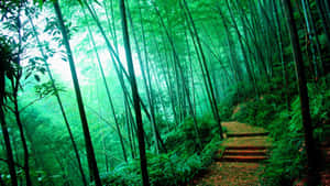 Misty Bamboo Forest Wallpaper