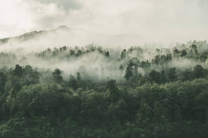 Misty Forest In New Zealand Wallpaper