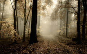 Misty Forest Path Autumn Wallpaper