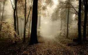 Misty Forest Path Autumn Wallpaper