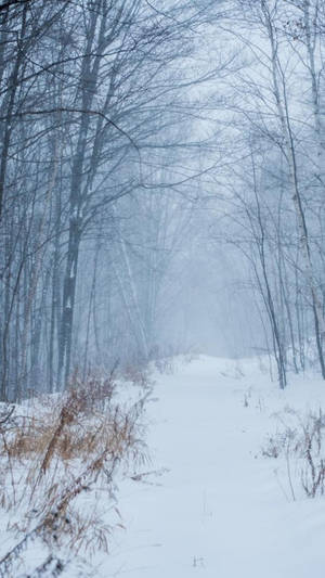 Misty Winter Pathway.jpg Wallpaper