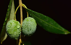 Moist Olive Fruit And Leaves Wallpaper