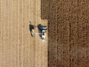 Moldova Corn Fields Wallpaper